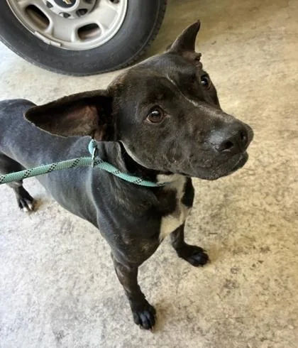 An adult medium-sized female Catahoula Leopard Dog dog named Betty for adoption in Gainesville, FL
