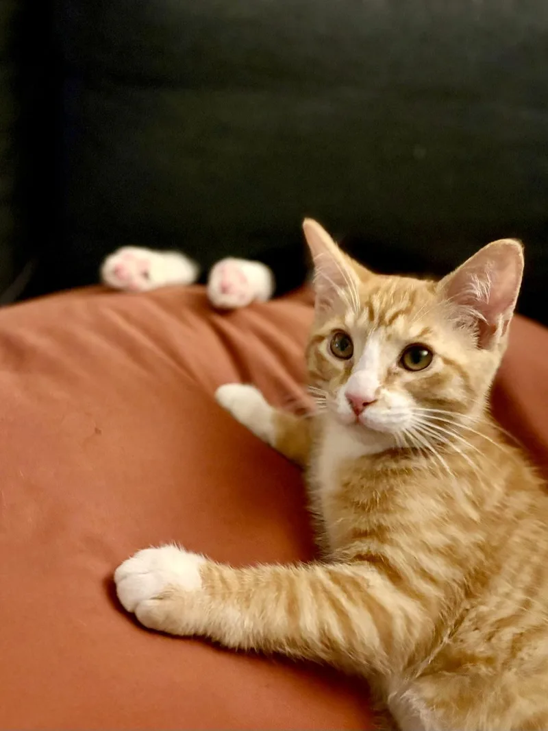 A baby medium-sized male Orange & White Domestic Short Hair cat named Turkey for adoption in Portland, OR