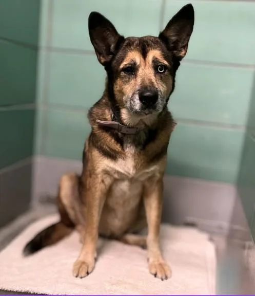 A senior large-sized female German Shepherd Dog dog named Winnie for adoption in Houston, TX
