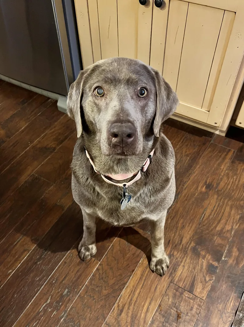 An adult large-sized female Gray / Blue / Silver Labrador Retriever dog named Shade for adoption in Warrington, PA