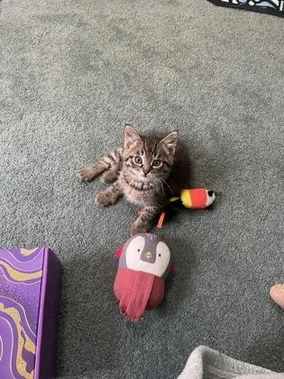 A baby small-sized male Domestic Short Hair cat named Mars for adoption in Bloomsburg, PA