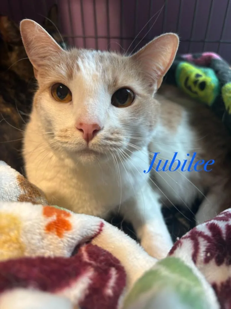 An adult large-sized female Domestic Short Hair cat named Jubilee for adoption in Cambridge, MD