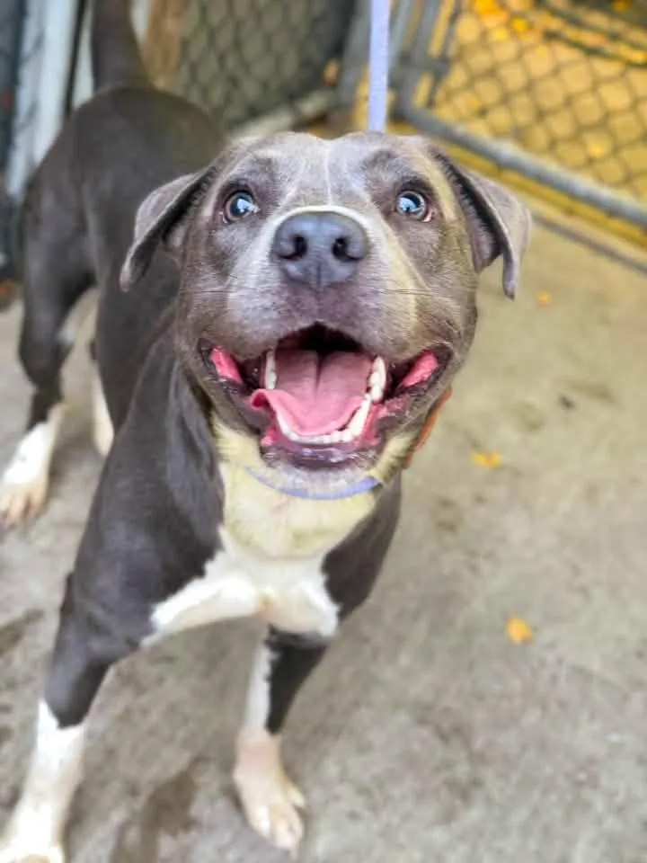 An adult medium-sized male Gray / Blue / Silver Pit Bull Terrier dog named Ashton for adoption in Chicago, IL