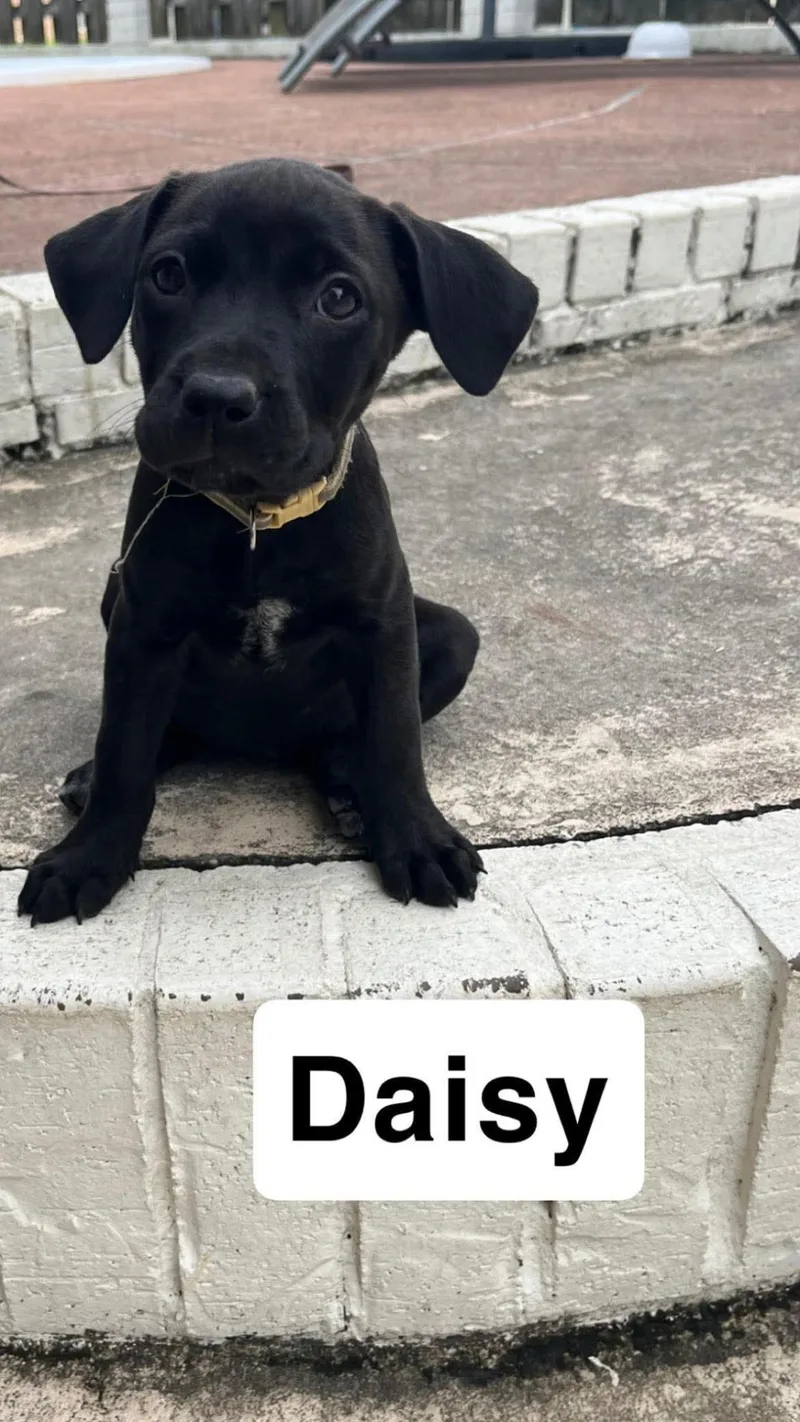 Daisy