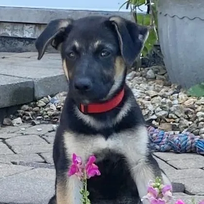 A baby medium-sized female Black Husky dog named Moana for adoption in Tinley Park, IL