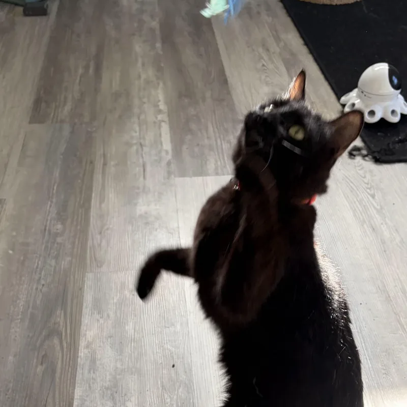 An adult medium-sized female Black Domestic Short Hair cat named Millie for adoption in Grand Rapids, MI