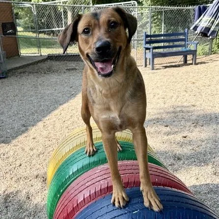 An adult medium-sized female Yellow / Tan / Blond / Fawn Hound dog named Freya for adoption in Dayton, OH