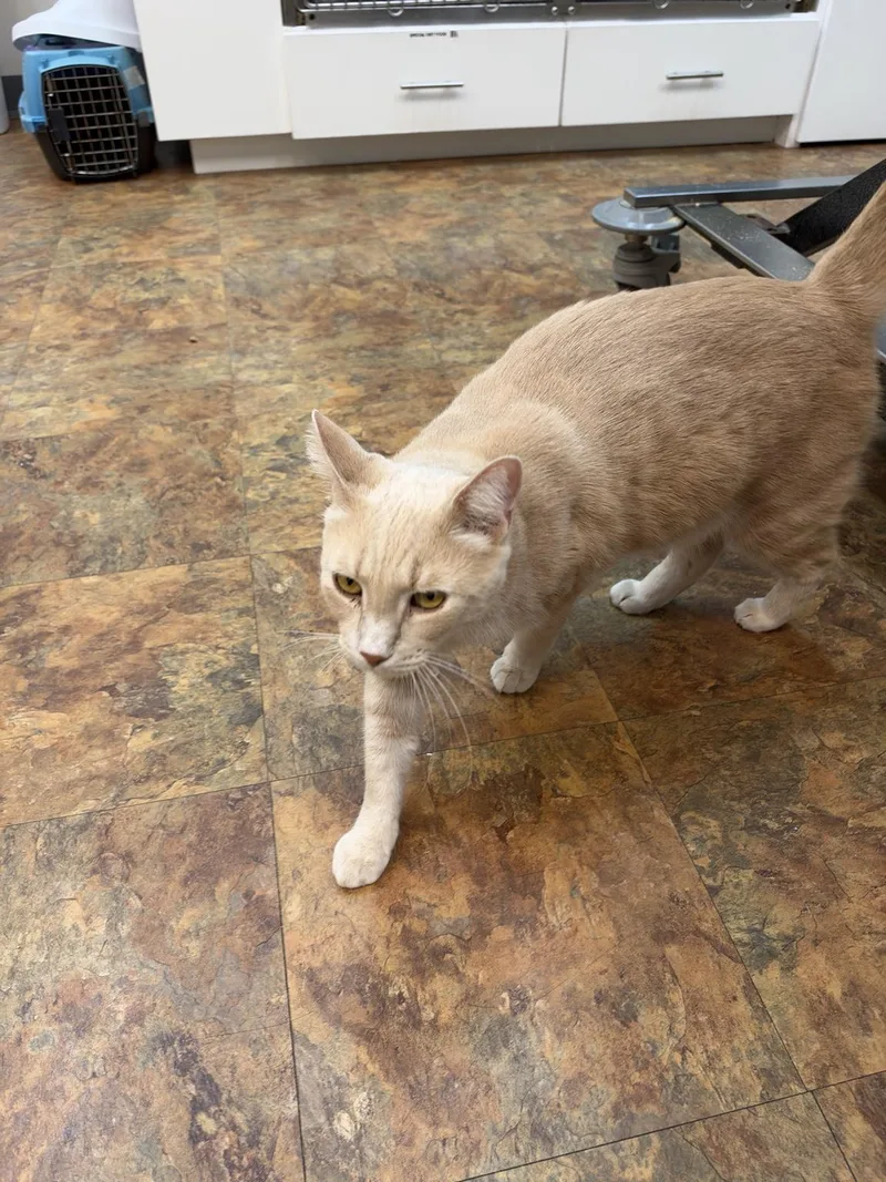 An adult large-sized male Orange / Red Domestic Short Hair cat named Pancake for adoption in Miami Beach, FL