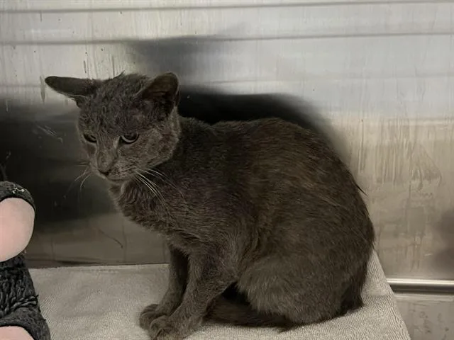 An adult medium-sized male Domestic Short Hair cat named Atlantis for adoption in Tustin, CA