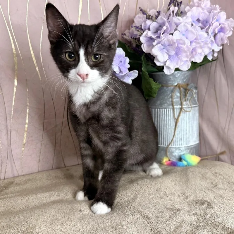 A baby small-sized male Black Domestic Short Hair cat named Scout for adoption in Long Beach, MS