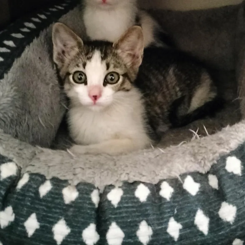 A baby small-sized female White American Shorthair cat named Decklynne for adoption in Layton, UT