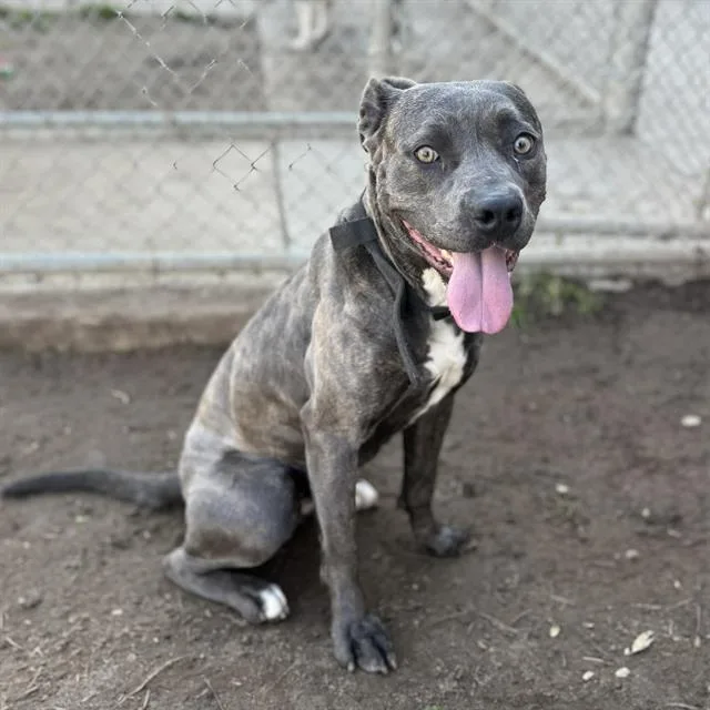 A young large-sized female Pit Bull Terrier dog named Ashe for adoption in Modesto, CA