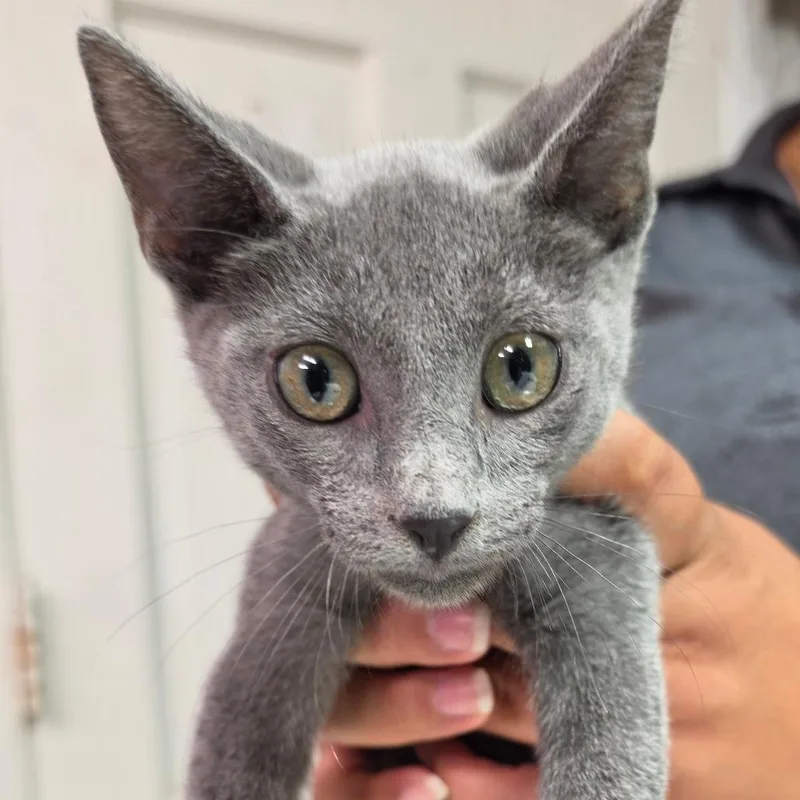 A baby small-sized male Gray / Blue / Silver Domestic Short Hair cat named Blueberry for adoption in Leander, TX