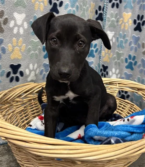 A baby small-sized female Labrador Retriever dog named Katsu for adoption in Rosenberg, TX
