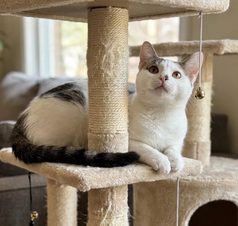 A young medium-sized male American Shorthair cat named Domino for adoption in Chandler, AZ