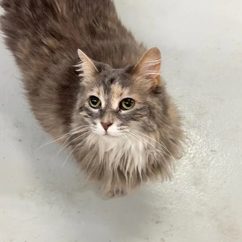 A senior medium-sized female Domestic Long Hair cat named Fluffy for adoption in Battle Creek, MI