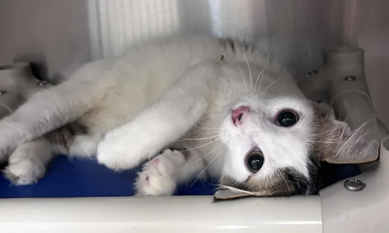 A baby medium-sized male Domestic Short Hair cat named Xyden for adoption in Madison, GA