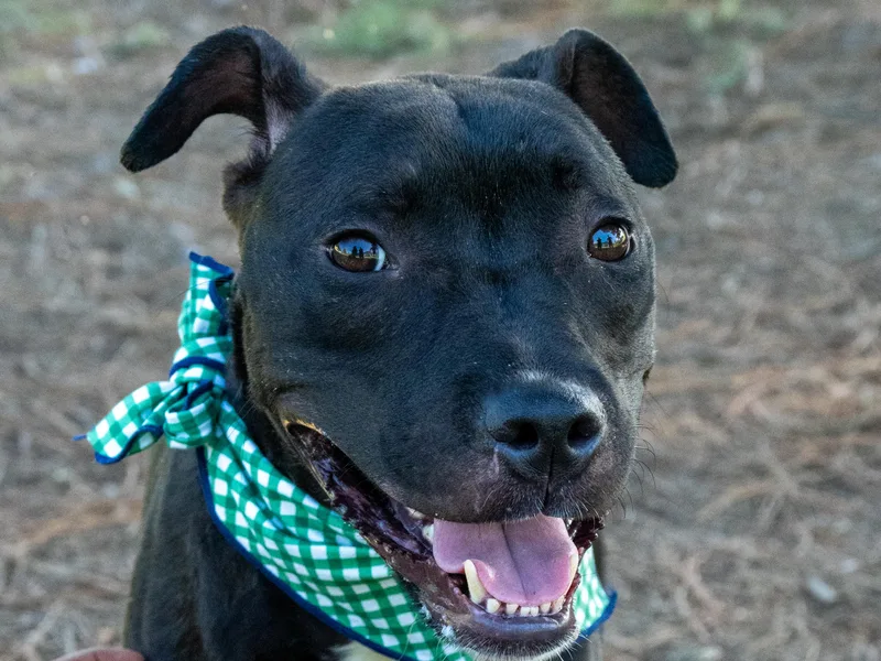 A young medium-sized male Black Mixed Breed dog named Cabbage for adoption in Myrtle Beach, SC