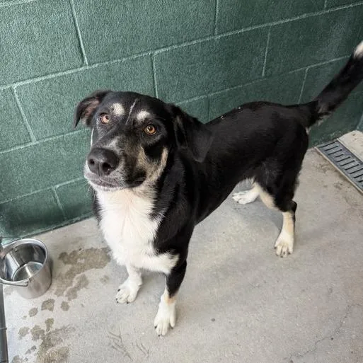 A young large-sized male Black Shepherd dog named Goob for adoption in Carencro, LA