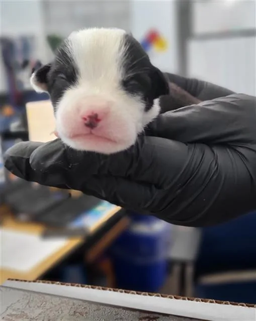 A baby medium-sized male Mixed Breed dog named Juan for adoption in Dallas, TX