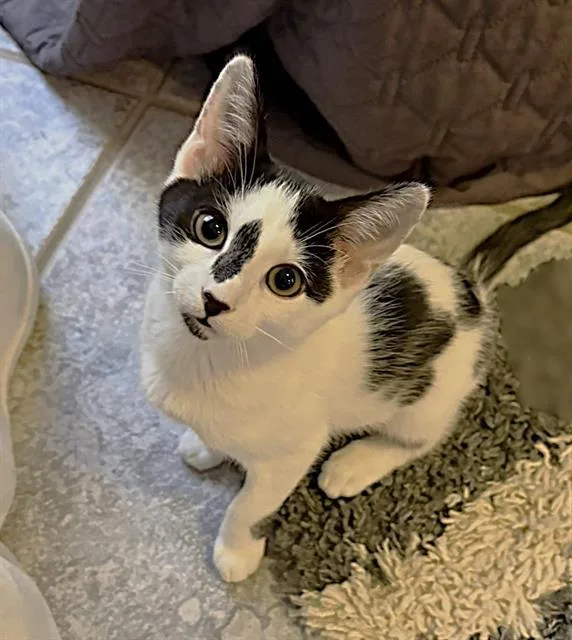A baby small-sized male Domestic Short Hair cat named Cow Cow for adoption in Sacramento, CA