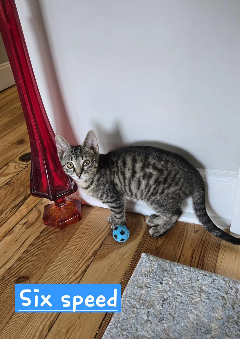A baby medium-sized female Tabby (Brown / Chocolate) Domestic Short Hair cat named Six Speed for adoption in Myerstown, PA