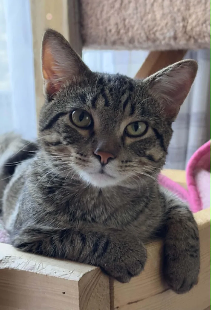 A young small-sized male Tabby cat named Sparky for adoption in Mankato, MN