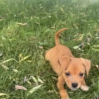A baby small-sized male Brown / Chocolate Chihuahua dog named Rocky Bear for adoption in Plainfield, IL