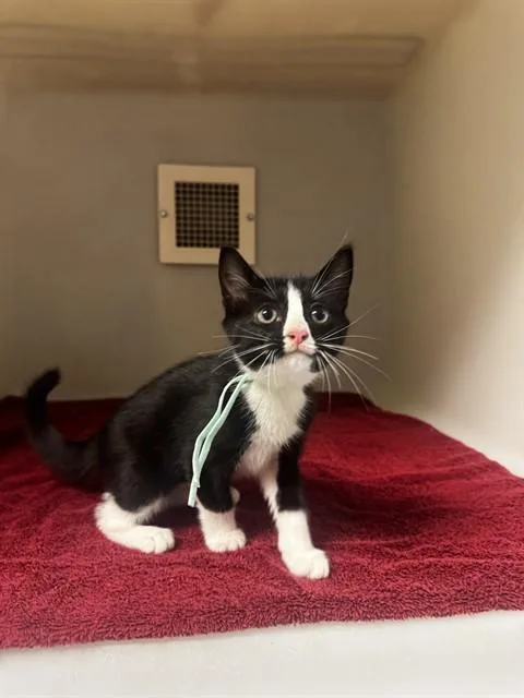 A baby small-sized female Domestic Short Hair cat named Echo for adoption in Statesville, NC