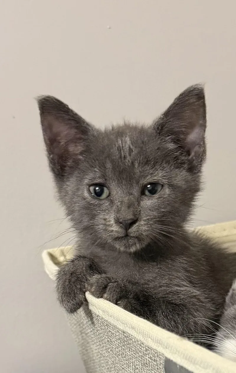 A baby medium-sized female Russian Blue cat named Sterling for adoption in Grove, OK