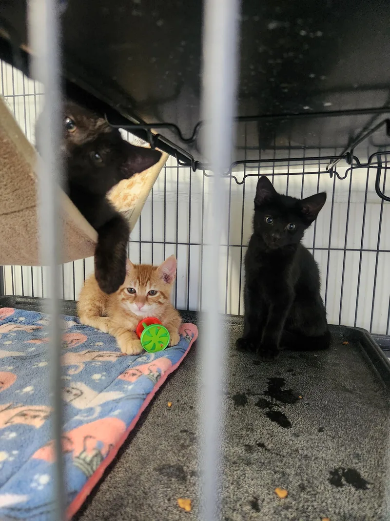 A young medium-sized male Black Domestic Short Hair cat named Walter for adoption in Yarnell, AZ