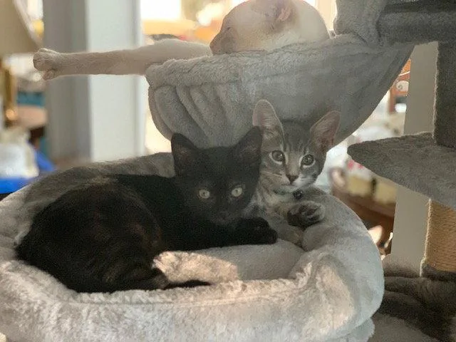 A baby medium-sized female Black Domestic Short Hair cat named Eris & Jupiter BONDED for adoption in Herndon, VA
