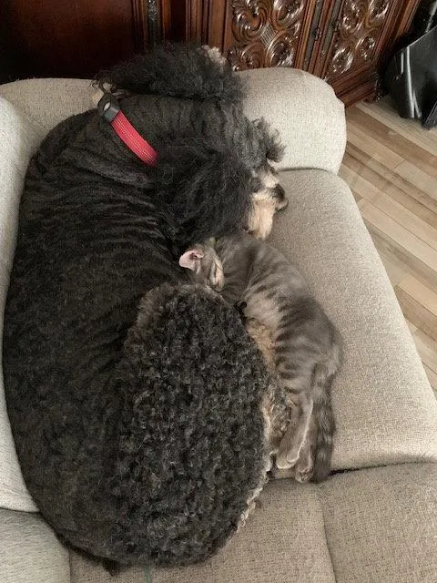 Eris & Jupiter BONDED thumbnail 3