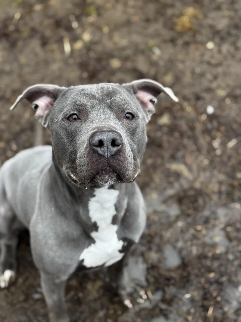 A young medium-sized male American Staffordshire Terrier dog named Rexy for adoption in Yonkers, NY