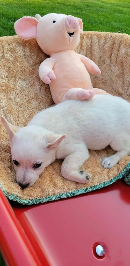 A baby small-sized female Australian Cattle Dog / Blue Heeler dog named Breeze for adoption in Indianapolis, IN