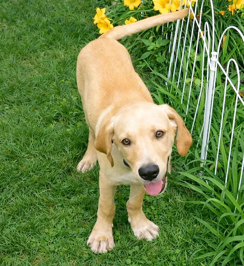 Cooper