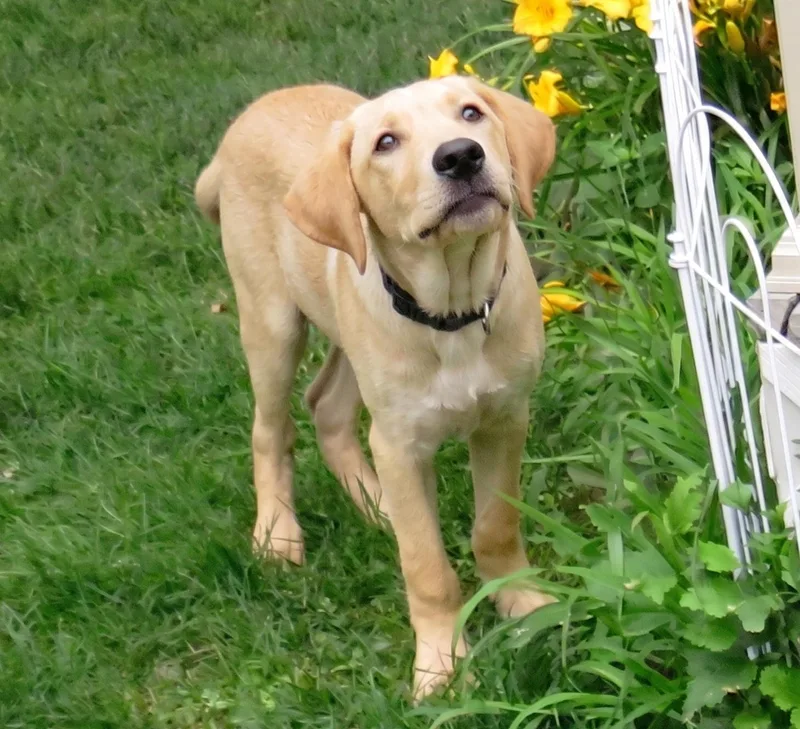 Cooper thumbnail 3