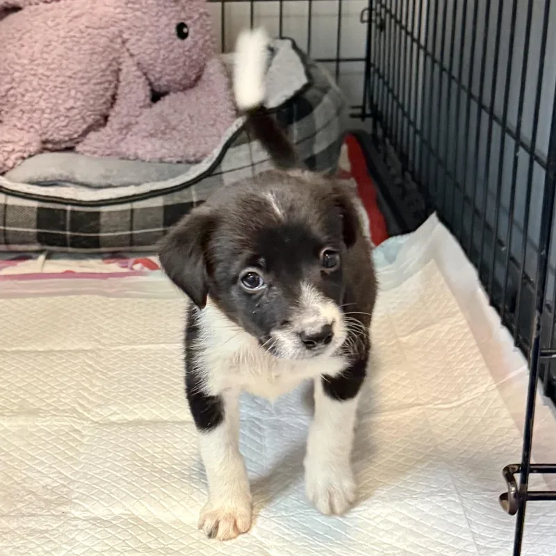 A baby medium-sized female Black Border Collie dog named Sloane for adoption in Gallatin, TN