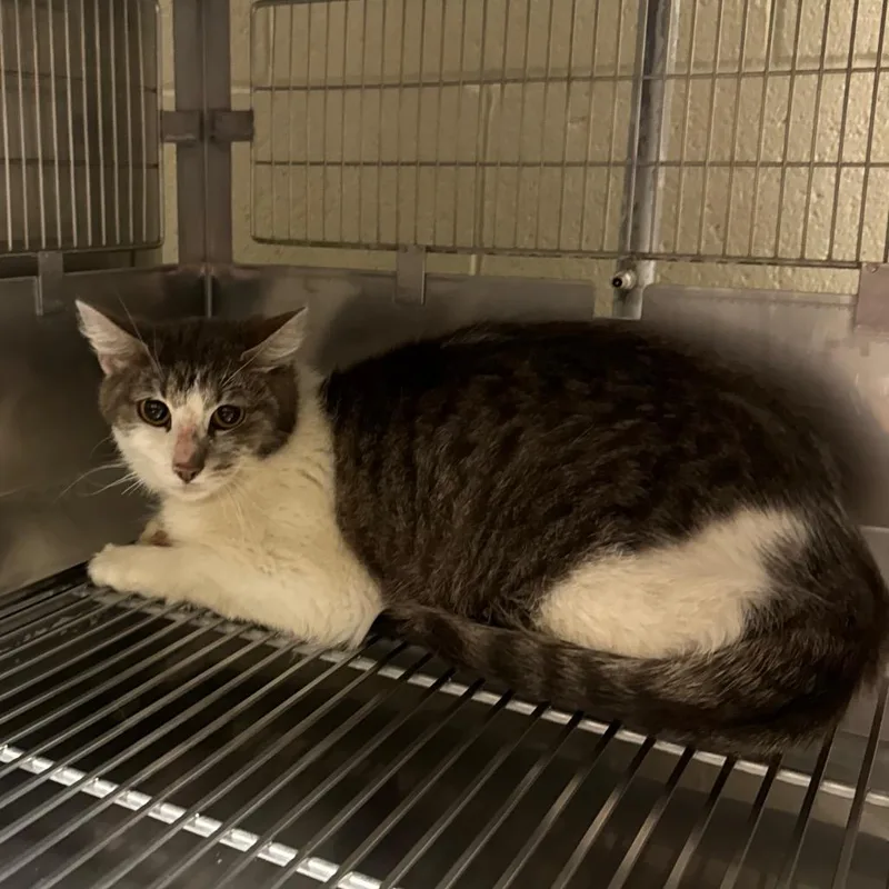 An adult medium-sized female Gray / Blue / Silver Domestic Short Hair cat named Alyssa for adoption in Bristol, IN