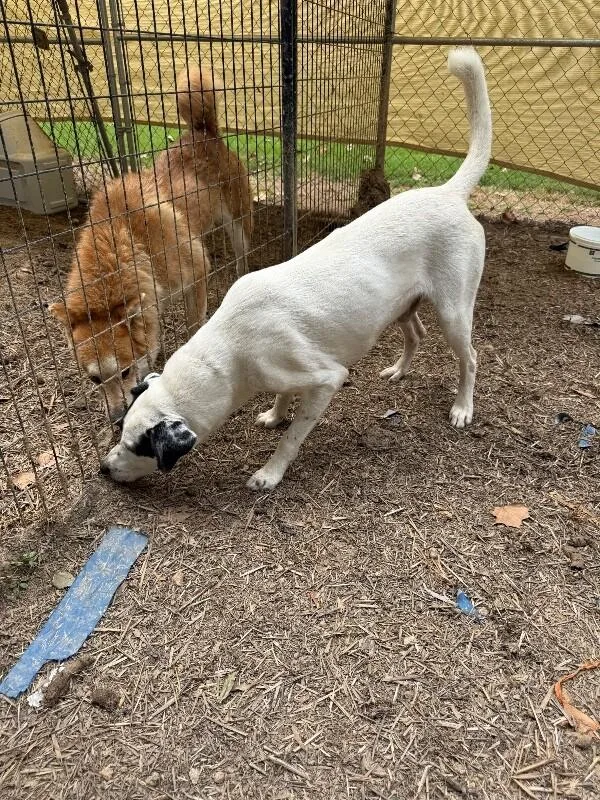 An adult medium-sized male Border Collie dog named Goose for adoption in Alamo, TN