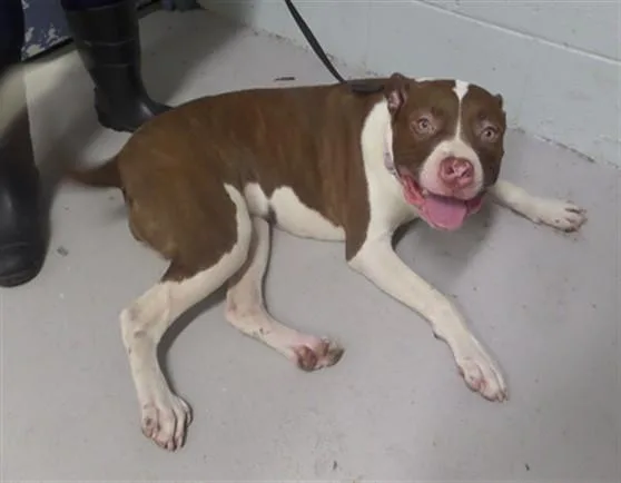 A young medium-sized female Pit Bull Terrier dog named Estrella for adoption in Augusta, GA