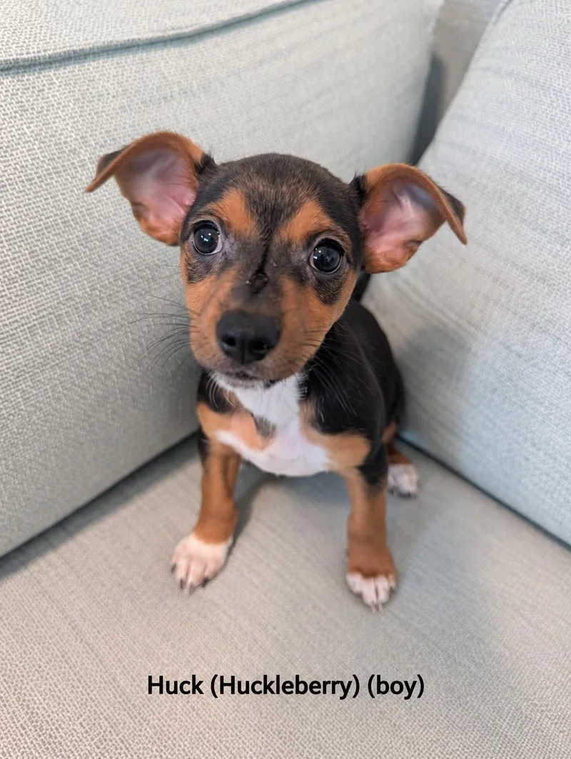 A baby small-sized male Tricolor (Brown, Black, & White) Chihuahua dog named Huck for adoption in Poway, CA
