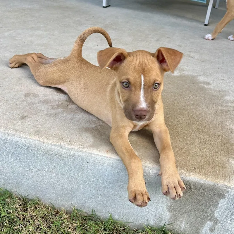 A baby small-sized female Brown / Chocolate Terrier dog named Coral for adoption in Boerne, TX