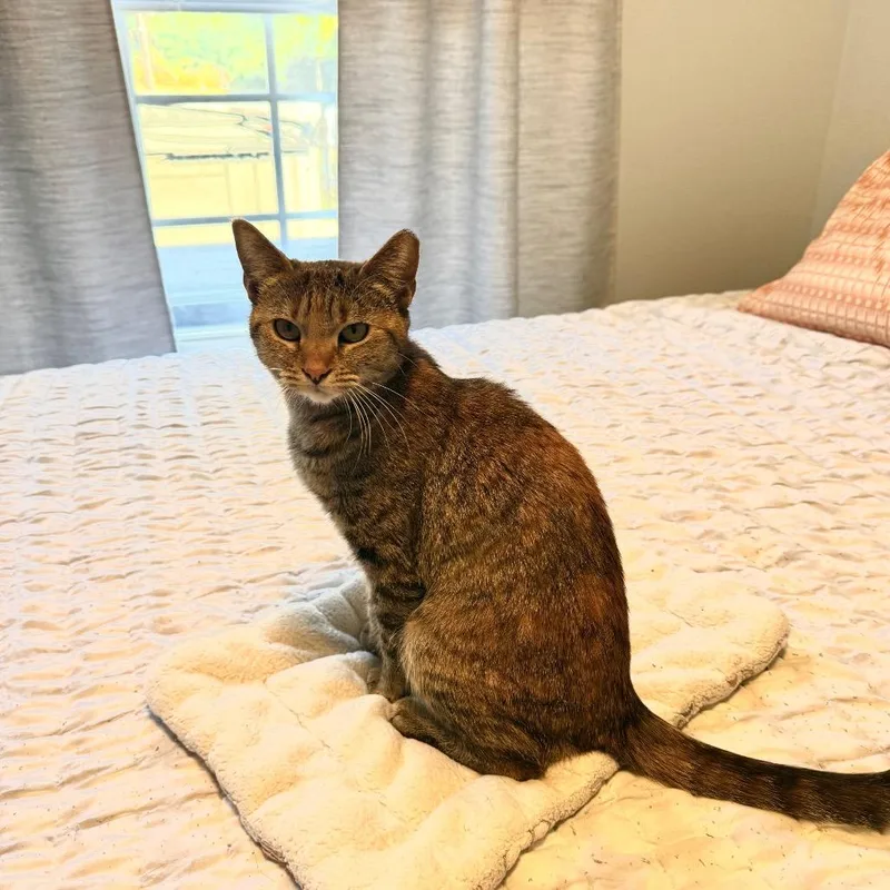 Chatterbox thumbnail 2