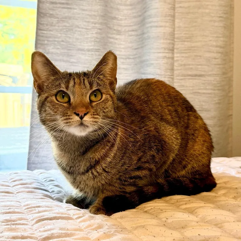 Chatterbox thumbnail 3