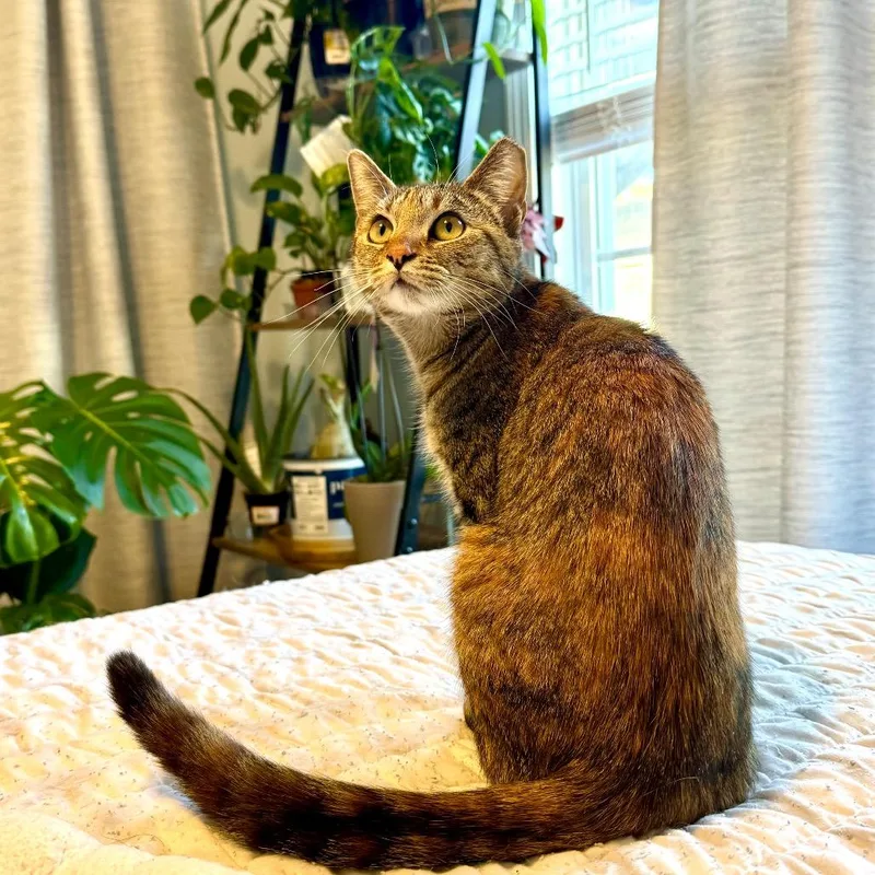 Chatterbox thumbnail 4