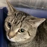 An adult medium-sized male Tabby (Brown / Chocolate) Domestic Short Hair cat named Tito for adoption in Lansing, MI