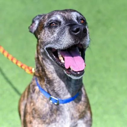 A senior medium-sized female Mixed Breed dog named Luna in Maine for adoption in Cumberland, ME