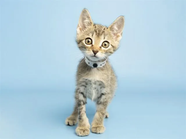 A baby small-sized male Domestic Short Hair cat named Simon for adoption in Phoenix, AZ