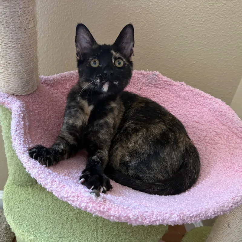 A baby medium-sized female Tortoiseshell Domestic Short Hair cat named Enid INDOOR ONLY for adoption in Stockton, CA